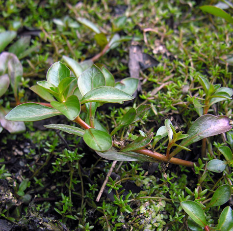 Ludwigia x kentiana close